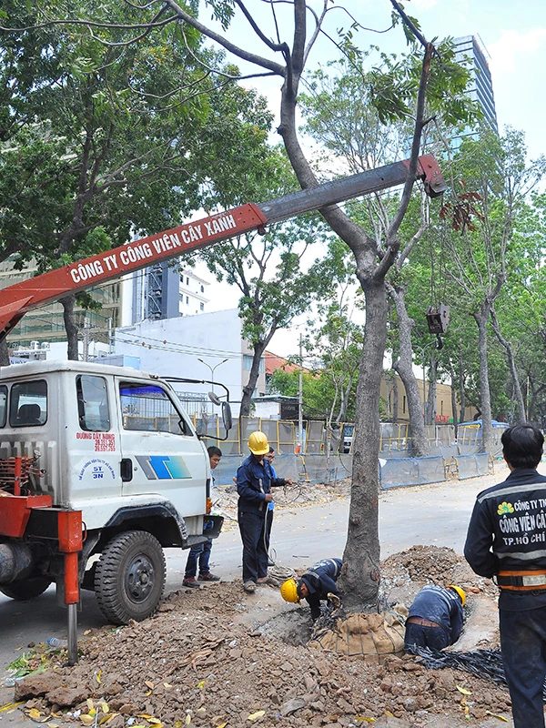 Trước đó, nhiều cây sọ khỉ đã được bứng và đưa đến Công viên Gia Định để trồng